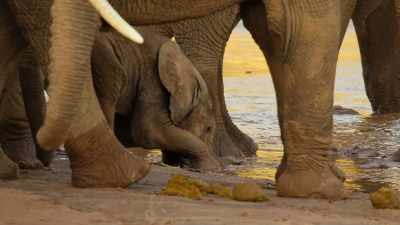 All except Jasiri. - Wild Babies