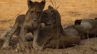 All her family can offer is comfort. - Wild Babies