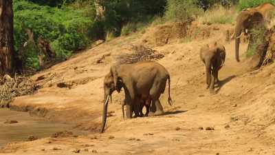 All that fiber for breakfast
leaves them thirsty. - Wild Babies