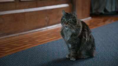 All good questions,
and you will find out soon enough. - Scaredy Cats