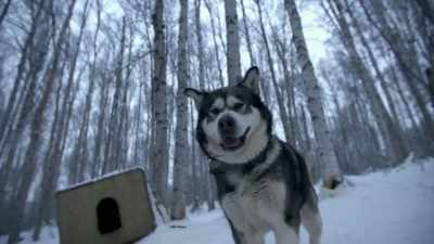 All you gotta do is just
fire up a few malamutes. - Life Below Zero: Next Generation