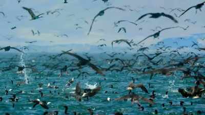 All in this immense assembly are here - Our Planet