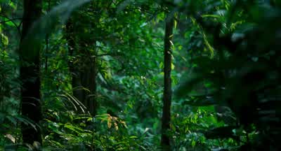 All jungle. - Pole to Pole with Will Smith