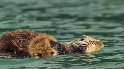 All Kesari's needs are catered for, - Wild Babies