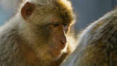 All monkeys love to be groomed, - Seven Worlds, One Planet