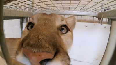 All of our animals know us, - Secrets of the Zoo