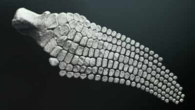 All of the gaps
between the bones - Attenborough and the Sea Dragon