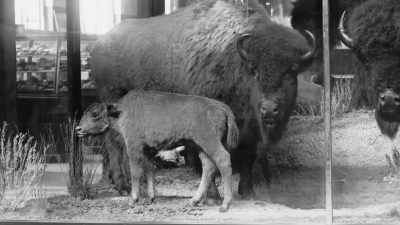 All of them were
gathered around a small - The American Buffalo