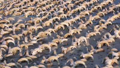 All of these skulls got
put there at the same time. - The UnBelievable with Dan Aykroyd