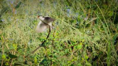 All pin-tailed
whydahs are reared like this. - Attenborough's Life in Colour