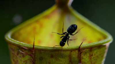 All pitcher plants
depend on animals for survival, - Our Planet