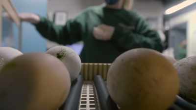 All plucked from near disaster... - Penguin Town