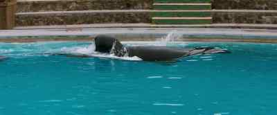 All right, boy. - Free Willy
