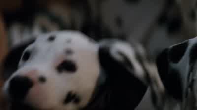 All right. - 101 Dalmatians