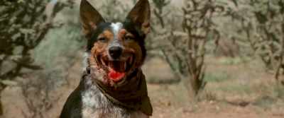 ALL RIGHT GOOD.
'CAUSE I PROMISED MY DOG - In a Valley of Violence