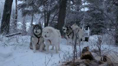 All right.
Good dogs. - Life Below Zero: Next Generation