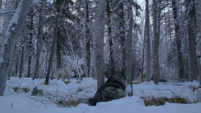 All right, got all those
leaning birch trees felled - Life Below Zero: Next Generation