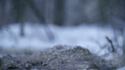 All right, I can'’t drop this
tree down towards my trail, - Life Below Zero: Next Generation