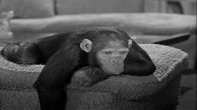 All right Jane be boss here Thank you - Tarzan's New York Adventure