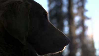 All right, Java,
just stay back, dude. - Life Below Zero: Next Generation