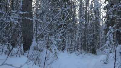 All right,
let's walk our trail. - Life Below Zero: Next Generation