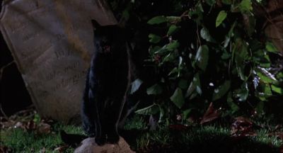 - All right, you little trollimog.
- Aaah! - Hocus Pocus