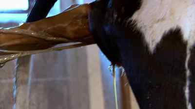 All right,
Marty, pull. - The Incredible Dr. Pol