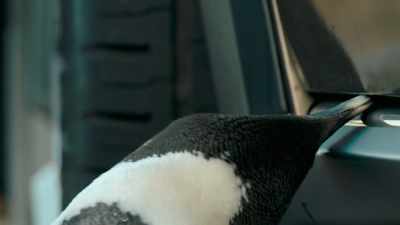 All right, Mr. B, time to go. - Penguin Town