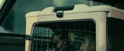 All right. So I gotta
take your muzzle off, - Dog