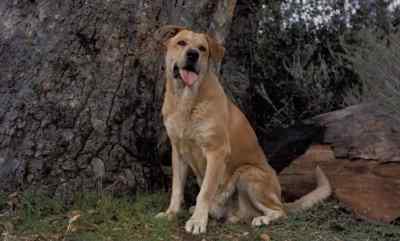 All right, Yeller, get her home. - Old Yeller