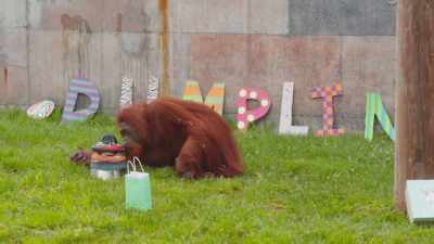 All this stuff and
she's just daintily licking - Secrets of the Zoo
