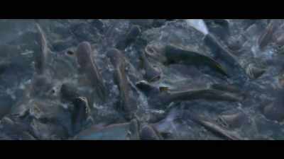 All the antibiotics that 
these animals have to be fed - What the Health