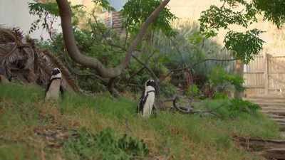 All the best spots are filling up. - Penguin Town