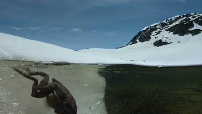 All the better to eat pika with. - A Year on Planet Earth