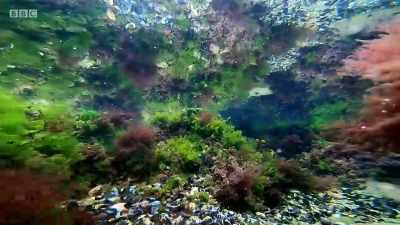 All the bigger predatory fish
have gone with the tide. - Wales: Land of the Wild