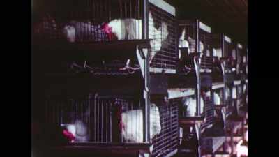 All the chickens died eventually,
and I went broke. - Shelby American