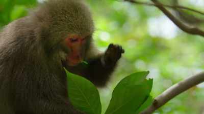 All the deer know that these monkeys - Our Great National Parks