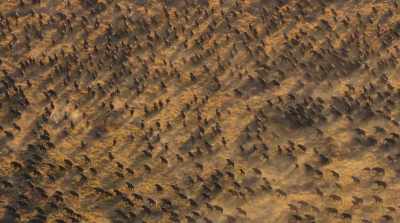 All the herds
and their predators - Surviving Paradise: A Family Tale