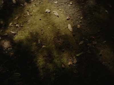 All the leaves have fallen - The Trouble with Being Born