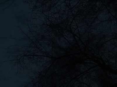 All the leaves have fallen. - The Trouble with Being Born
