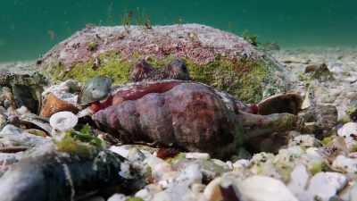 All the mollusks she is capturing,
they're quite easy to catch, - My Octopus Teacher