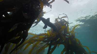 All the smell's on the kelp, - My Octopus Teacher