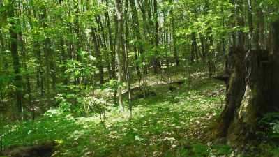 All the trees here can now use
that fuel - The Green Planet