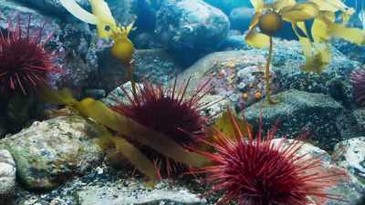 All the vegetation is now under attack. - Blue Planet II