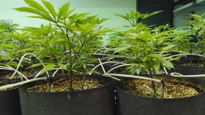 All the water, and feeding,
and nutrients go through - Wake & Bake with Dom Brown