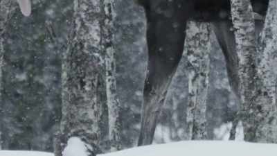 All their resources
now go to surviving the winter. - Wild Nordic