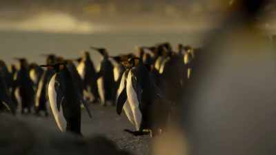 All these creatures
ultimately depend on the krill - Our Planet