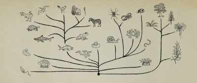 ... all these massive changes in organisms, - Is Genesis History?