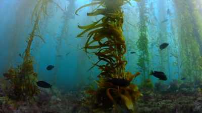 All those that depend on the kelp
have disappeared. - Our Planet