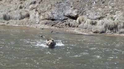 All three cubs followed her
into the river. - Epic Yellowstone